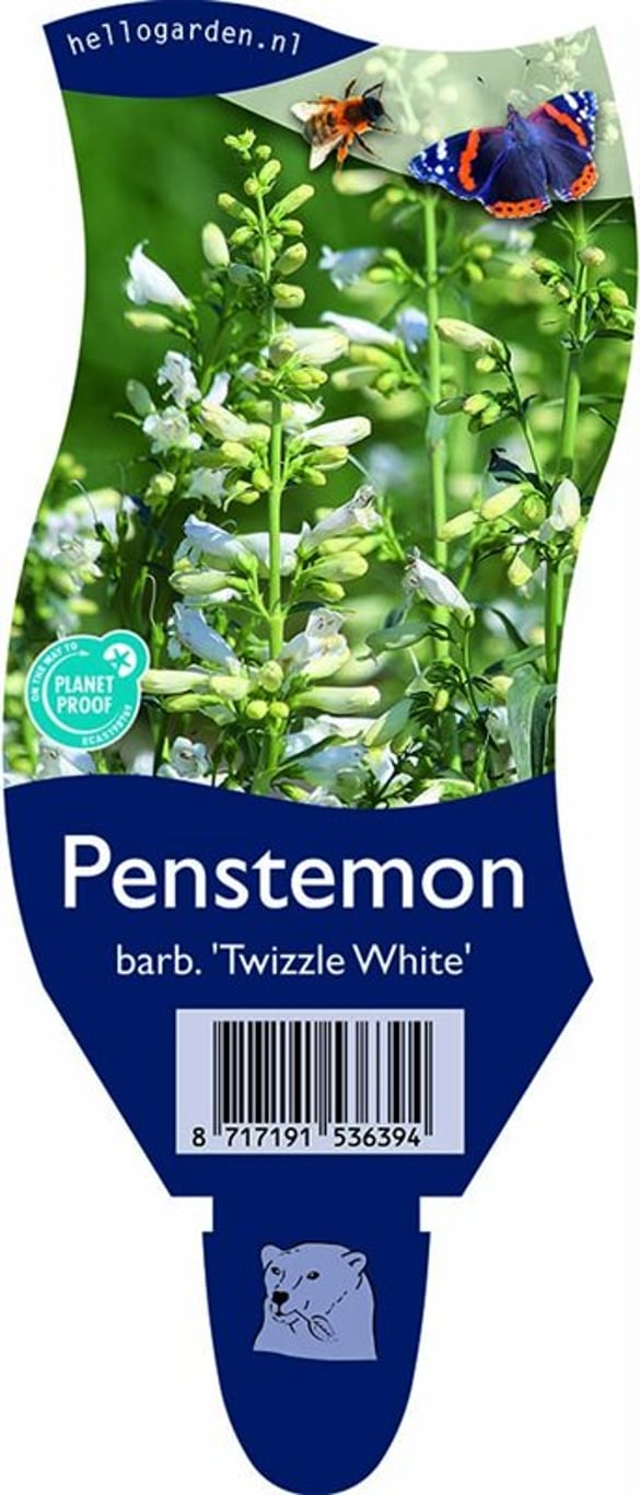 Penstemon b. 'Twizzle White' - P11